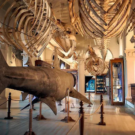 オレアナ ベルゲン